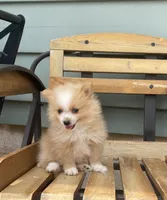 Logen, a male Pomeranian for sale in Decatur, IN – 4 of 6