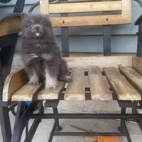 Bluey, a male Pomeranian for sale in Decatur, IN – 3 of 5