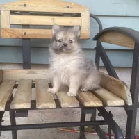 Lee, a male Pomeranian for sale in Decatur, IN – 2 of 5