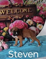 Steven, a male Boxer for sale in Decatur, IN – 3 of 3