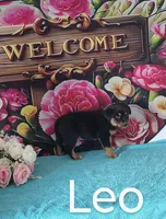 Leo, a male Australian Cattle Dog and Australian Shepherd for sale in Decatur, IN – 2 of 3