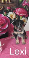 Lexi, a female Australian Cattle Dog and Australian Shepherd for sale in Decatur, IN – 2 of 4