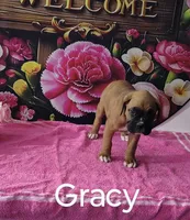Gracy, a female Boxer for sale in Decatur, IN – 2 of 3