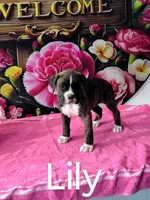 Lily, a female Boxer for sale in Decatur, IN – 3 of 3