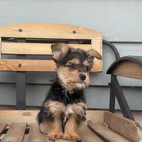 Lena, a female Chorkie for sale in Decatur, IN – 4 of 6