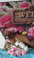 Marty, a male Boxer for sale in Decatur, IN – 3 of 3