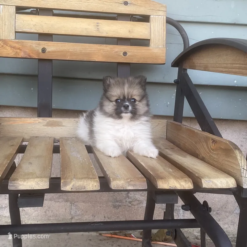 Luke  – Pomeranian puppy for sale in Decatur, IN