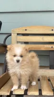 Logen, a male Pomeranian for sale in Decatur, IN – 2 of 6