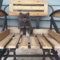 Bluey, a male Pomeranian for sale in Decatur, IN – 1 of 5
