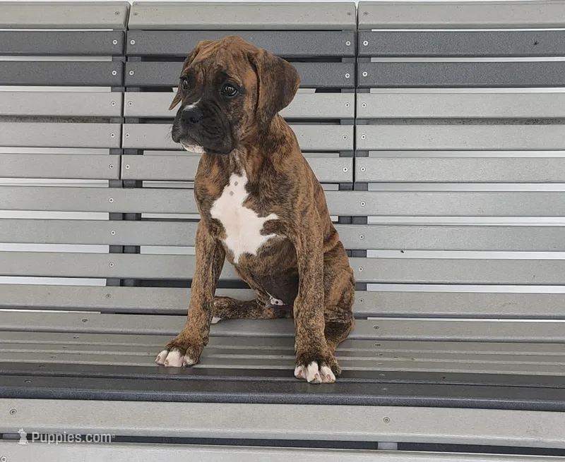 Davon – Boxer puppy for sale in Decatur, IN