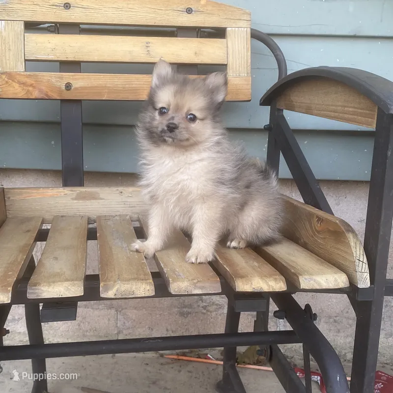 Lee – Pomeranian puppy for sale in Decatur, IN