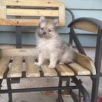 Lee, a male Pomeranian for sale in Decatur, IN – 1 of 5