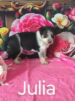 Julia, a female Australian Cattle Dog and Australian Shepherd for sale in Decatur, IN – 2 of 3