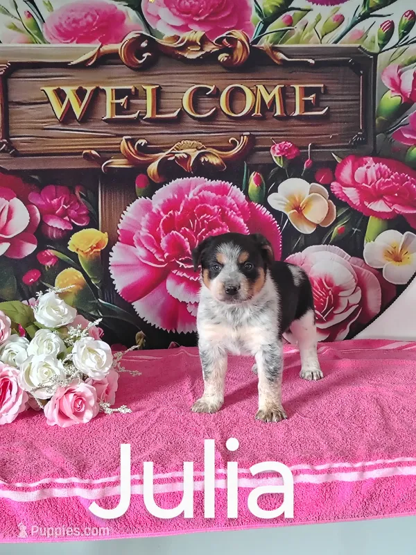 Julia – Australian Cattle Dog, Australian Shepherd puppy for sale in Decatur, IN