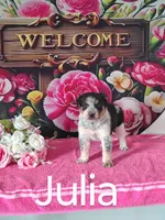 Julia, a female Australian Cattle Dog and Australian Shepherd for sale in Decatur, IN – 1 of 3