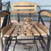 Harley , a male Pomeranian for sale in Decatur, IN – Photo 2 of 4