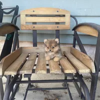 Harley , a male Pomeranian for sale in Decatur, IN – Photo 3 of 4