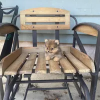 Harley , a male Pomeranian for sale in Decatur, IN – Photo 1 of 4