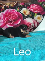 Leo, a male Australian Cattle Dog and Australian Shepherd for sale in Decatur, IN – 3 of 3