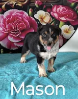 Mason, a male Australian Cattle Dog and Australian Shepherd for sale in Decatur, IN – 1 of 2