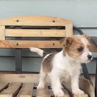Leann, a female Chorkie for sale in Decatur, IN – 2 of 5