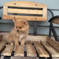 Rex, a male Pomeranian for sale in Decatur, IN – 2 of 6