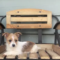 Leann, a female Chorkie for sale in Decatur, IN – 3 of 5