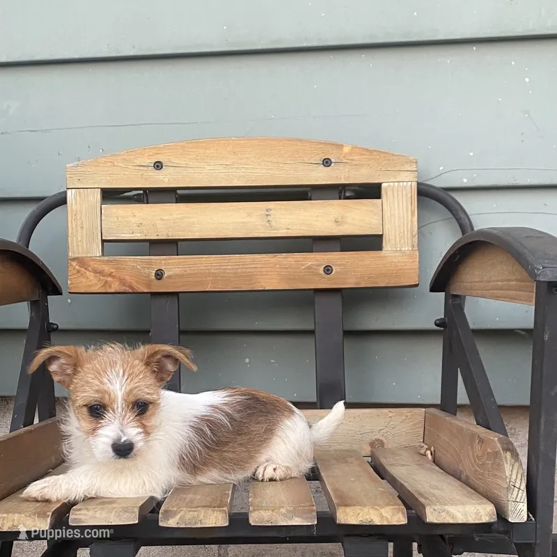 Leann – Chorkie puppy for sale in Decatur, IN