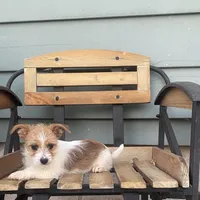 Leann, a female Chorkie for sale in Decatur, IN – 1 of 5