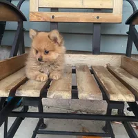 Rex, a male Pomeranian for sale in Decatur, IN – 5 of 6