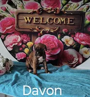 Davon, a male Boxer for sale in Decatur, IN – 2 of 3