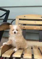 Logen, a male Pomeranian for sale in Decatur, IN – 6 of 6