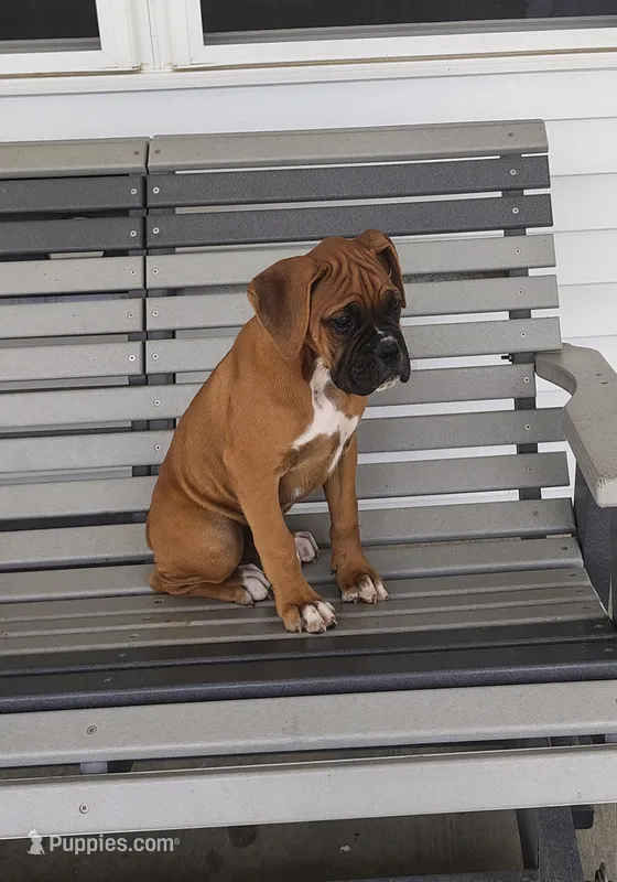 Gracy – Boxer puppy for sale in Decatur, IN