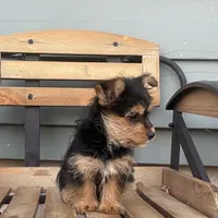 Lena, a female Chorkie for sale in Decatur, IN – 3 of 6
