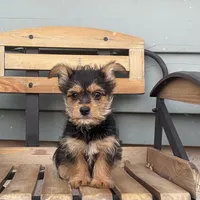 Lena, a female Chorkie for sale in Decatur, IN – 6 of 6
