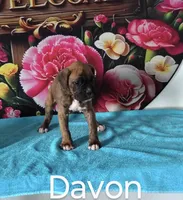 Davon, a male Boxer for sale in Decatur, IN – 3 of 3