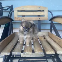 Cutie , a female Pomeranian for sale in Decatur, IN – Photo 4 of 4