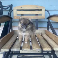 Cutie , a female Pomeranian for sale in Decatur, IN – Photo 1 of 4
