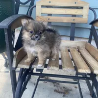 Cutie , a female Pomeranian for sale in Decatur, IN – Photo 2 of 4