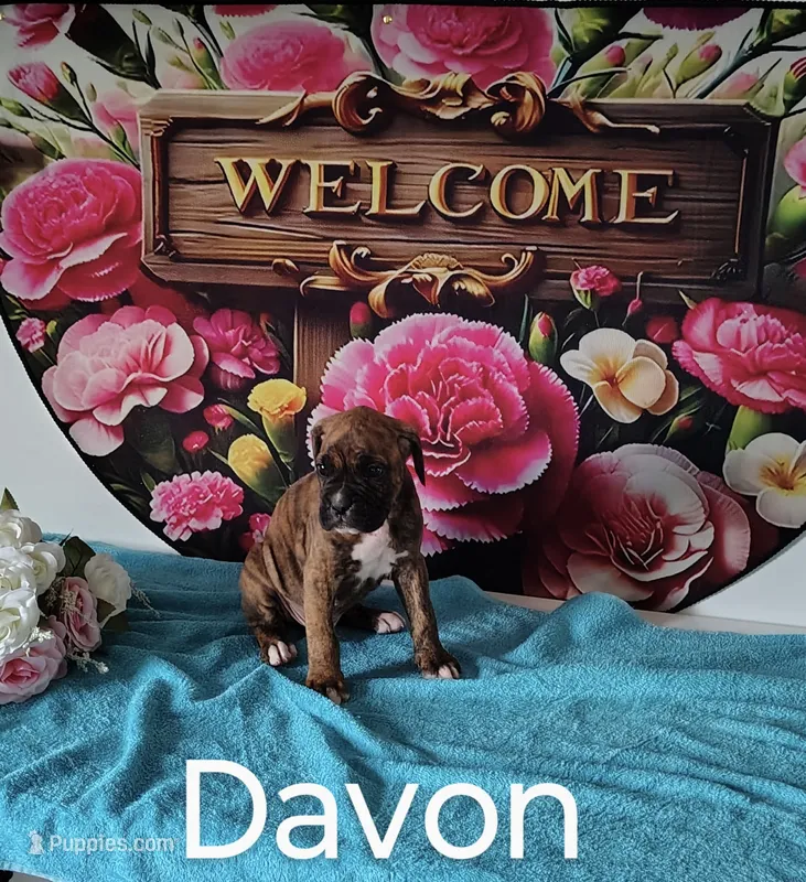 Davon – Boxer puppy for sale in Decatur, IN