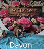 Davon, a male Boxer for sale in Decatur, IN – 1 of 3