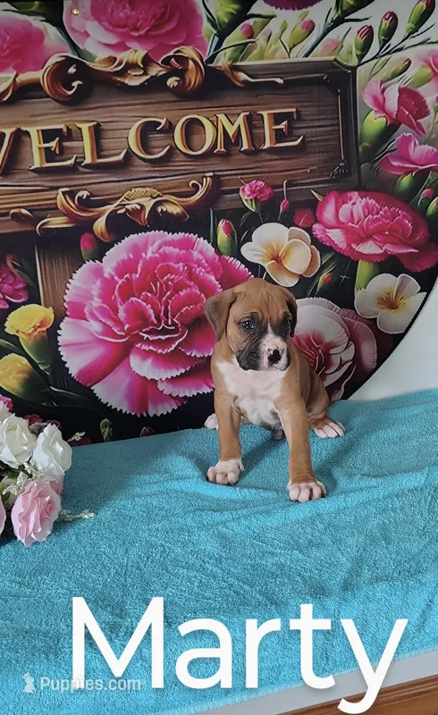 Marty – Boxer puppy for sale in Decatur, IN