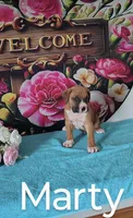 Marty, a male Boxer for sale in Decatur, IN – 1 of 3