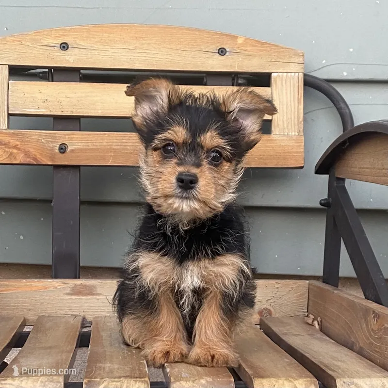 Lena – Chorkie puppy for sale in Decatur, IN