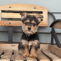 Lena, a female Chorkie for sale in Decatur, IN – 1 of 6