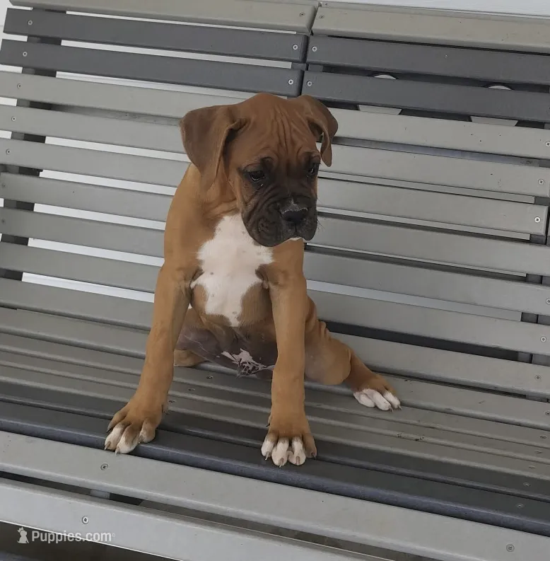 Rusty – Boxer puppy for sale in Decatur, IN