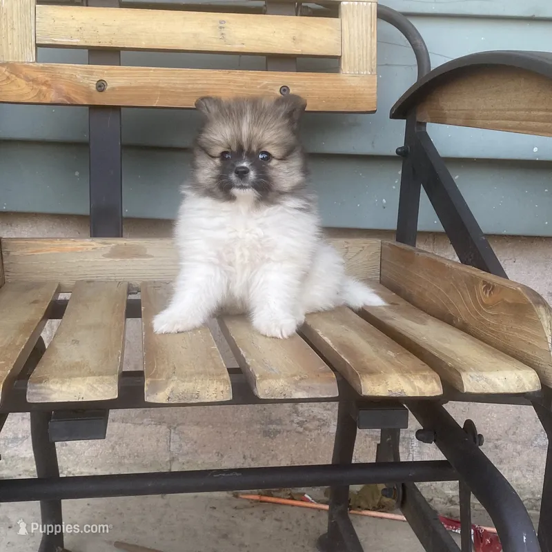 Luke  – Pomeranian puppy for sale in Decatur, IN