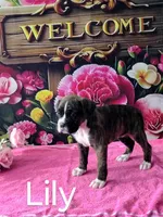 Lily, a female Boxer for sale in Decatur, IN – 2 of 3