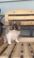 Lucky, a female Pomeranian for sale in Decatur, IN – 2 of 3