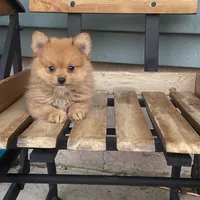 Rex, a male Pomeranian for sale in Decatur, IN – 6 of 6